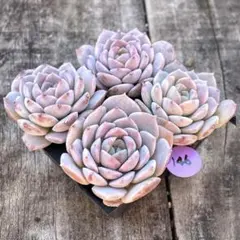 kuni様 リクエスト 3点 まとめ商品