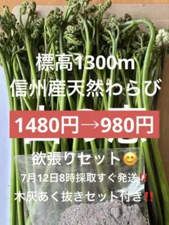 標高1300m信州産天然わらび‼️ワラビ木灰あく抜きセット付き　新鮮！！山の恵のサムネイル