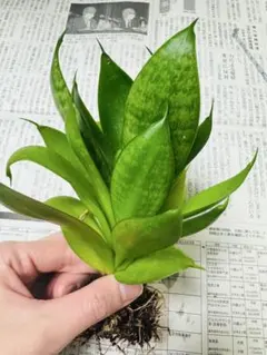 2026年最新】サンスベリア サンセベリア 観葉植物の人気アイテム