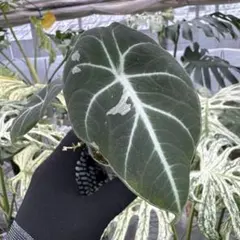 アロカシア ヴェノム Alocasia 'Venom' 管理番号s282 - メルカリ