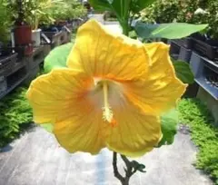 2026年最新】ハイビスカス 苗木の人気アイテム - メルカリ