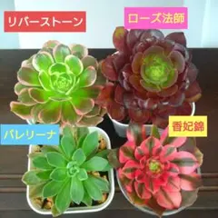 ❤️アエオニウム錦❤️リバーストーン❤️ 状態画像 アエオニウムリバーストーン と #ブロンズメダル錦 が可愛くなっ