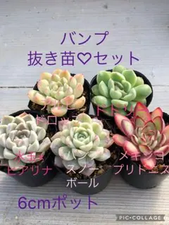 2026年最新】bump多肉の人気アイテム - メルカリ