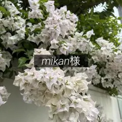 mikan様