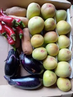 新鮮な野菜と果物のセット