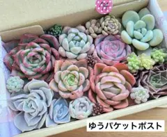 74 多肉植物　多肉弁当　詰め合わせ　寄せ植え　セット　カット苗　韓国苗　エケ