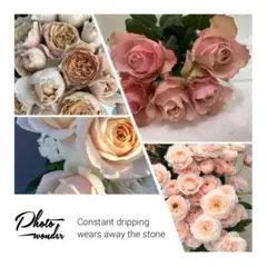 「arisa様専用」 切り花品種バラ苗　レアバラ 4点