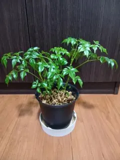 観葉植物　ステレオスペルマムのサムネイル