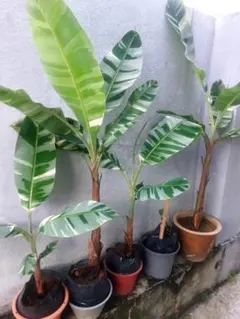 斑入りバナナ　中型観葉植物 緑白ストライプ 斑入りバナナ 中型観葉植物 緑白ストライプ 斑入りバナナ 中型