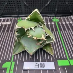 2025年最新】アガベ 白鯨 ボールの人気アイテム - メルカリ