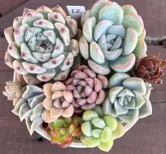多肉植物　寄せ植えセット12 アブサンなど
