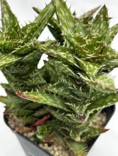 2298A ナイルの一滴実生 多肉植物 ハオルチア アロエ - メルカリ