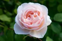 薔薇様 リクエスト 6点 まとめ商品 - メルカリ