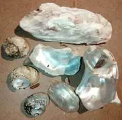 2026年最新】夜光貝 貝殻の人気アイテム - メルカリ