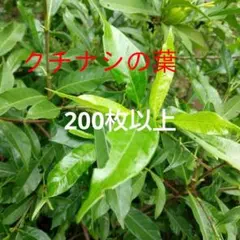 80箱に満杯◇キャッサバ。ゴールデン種◇挿し木枝=箱売り◇実質140本