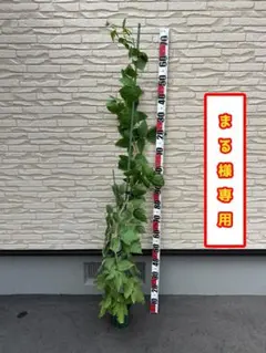 2025年最新】ラズベリー 苗 トゥラミーンの人気アイテム - メルカリ