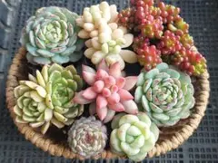 【2000フォロー感謝品】人気種いろいろ②★エケベリア★多肉★多肉植物★寄せ植え