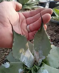 2025年最新】オバティフォリア ハイブリッドの人気アイテム