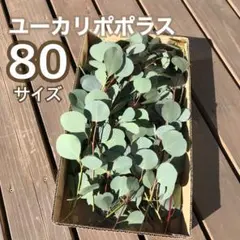ユーカリポポラス　80サイズ ユーカリポポラス ほとんど実付き♪ 80サイズ - メルカリ