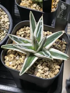 中株 アガベ 氷山 子株4個付き 美株 メルカリ便 White Rhino 鉢付