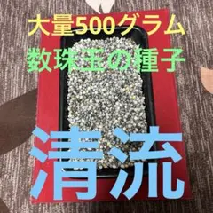 大量500グラム　数珠玉の種子