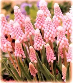 ドドシュカ様 リクエスト 2点 まとめ商品