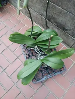 洋蘭 洋ラン 原種 カトレア Encyclia cordigera 開花株 - メルカリ