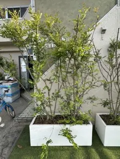①東京都内23区配送無料】定価33万 植物 シンボルツリー シマトネリコ