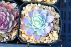 h*2様 エケベリア・ラズベリーアイス斑入り