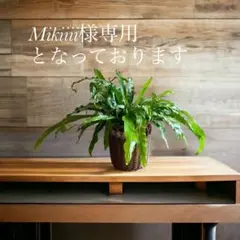 Mikiiii様専用となっております