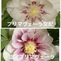 2025年最新】クリスマスローズ開花の人気アイテム - メルカリ