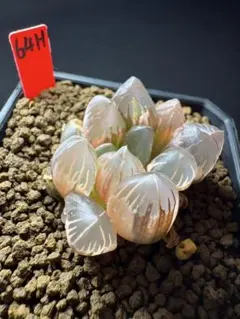80f 多肉植物 ハオルチア ローズゴールドオブツーサ錦糊斑 自家繁殖