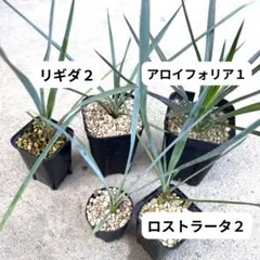 2026年最新】ユッカ リギダの人気アイテム - メルカリ