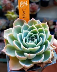 2026年最新】miya苗の人気アイテム - メルカリ