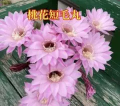 花サボテン カキコ3つ - メルカリ