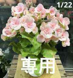 購入メインです☆様 リクエスト 2点 まとめ商品