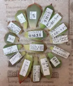 2025年最新】bee house 多肉の人気アイテム - メルカリ