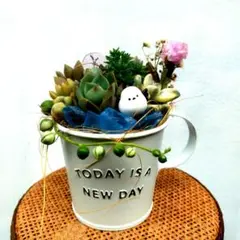 2026年最新】多肉植物 寄せ植え そのまま飾れるの人気アイテム - メルカリ