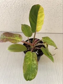 2026年最新】フィロデンドロン ストロベリーシェイクの人気アイテム