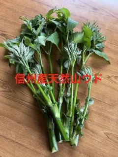 山菜の王様、初物、岐阜県産 天然山菜、イタドリ、虎杖、ランダム 