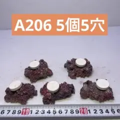 5穴加工 A204 人工ライブロック サンゴフラグ台 海水魚/サンゴ水槽