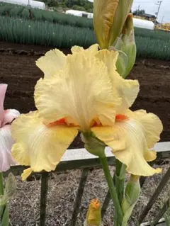 ジャーマンアイリス　タンジェリンドリーム　1芽のサムネイル