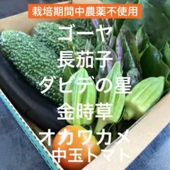 旬の野菜詰め合わせ ゴーヤ 長茄子 ダビデの星 金時草 オカワカメ中玉トマトのサムネイル