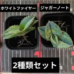 ☆Hide☆様 リクエスト 2点 まとめ商品