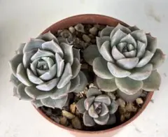 koko201612様 リクエスト 2点 まとめ商品