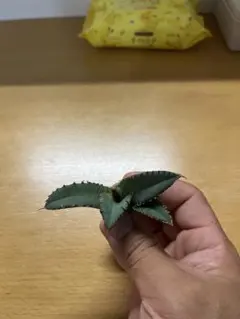 アガベ 子株のサムネイル