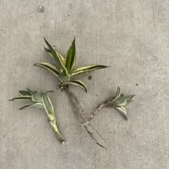アガベ 斑入り 観葉植物 抜き苗 2株セット - メルカリ