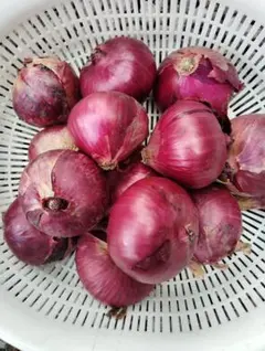 新　赤玉ねぎ　(農薬不使用栽培)のサムネイル
