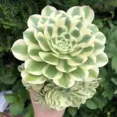多肉植物アエオニウム錦❤️ マイバッハ❤ 状態図 - メルカリ