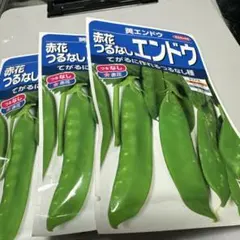 サカタのタネ 赤花つるなしエンドウ 種 3袋セットのサムネイル